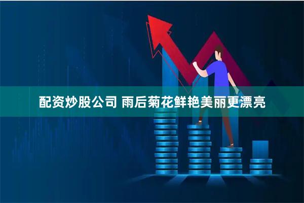 配资炒股公司 雨后菊花鲜艳美丽更漂亮