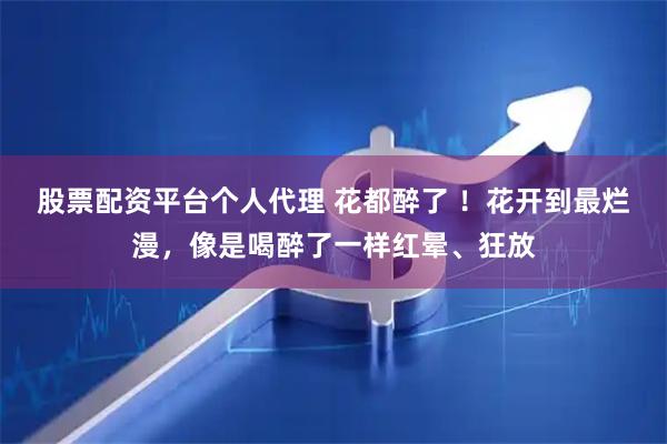股票配资平台个人代理 花都醉了 ！花开到最烂漫，像是喝醉了一样红晕、狂放